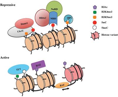 Heritable Gene Regulation in the CD4:CD8 T Cell Lineage Choice